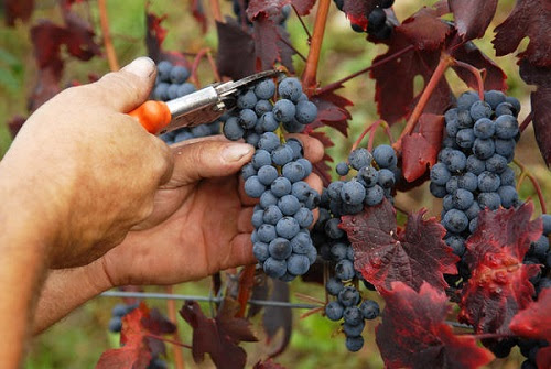 Ad Alba un nuovo corso di studi per specializzarsi in gestione, controllo e fiscalità dell’azienda vitivinicola