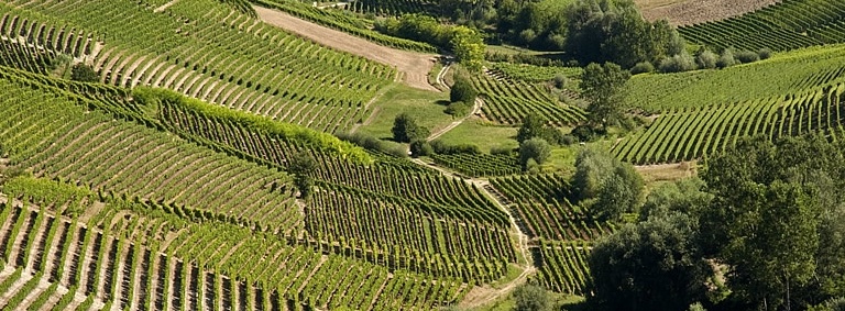Record storico delle esportazioni di vino Made in Italy: +4,7%