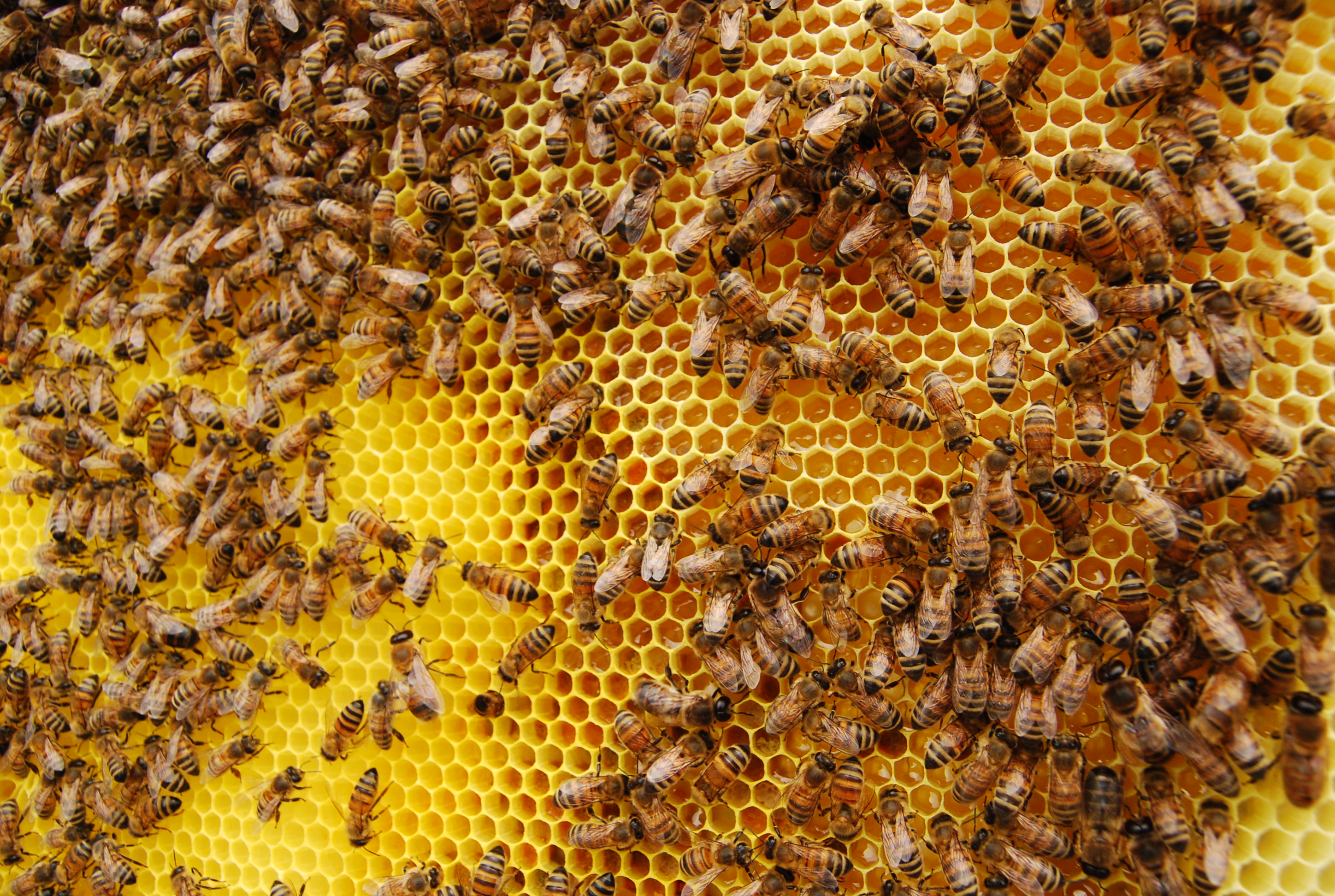 Il miele del gigante buono per i terremotati del Centro Italia