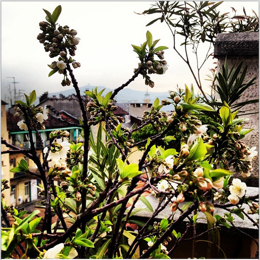 #springalive: una rondine fa primavera a Torino