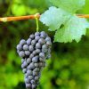 Quali sono i vini pregiati meno conosciuti del Piemonte?