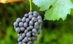 Quali sono i vini pregiati meno conosciuti del Piemonte?