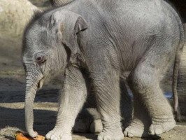 L’addio di mamma elefante alla sua piccola Lola. Una storia dolce e triste che arriva dalla Germania