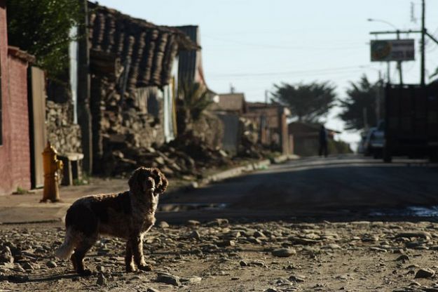 Terremoto Emilia: come dare una mano agli animali vittime del sisma