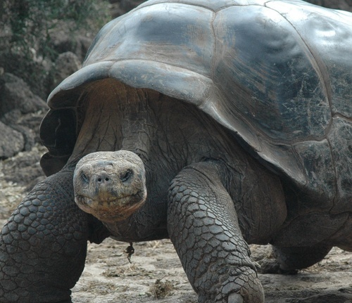 E’ morto George. Tartaruga gigante delle Galapagos, ultima della sua specie
