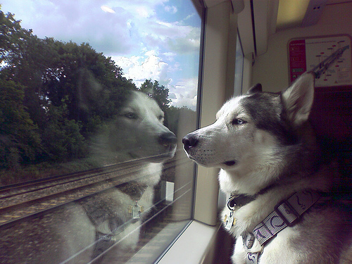 Accordo tra Trenitalia e animalisti: Dal 25 luglio Fido viaggia in treno