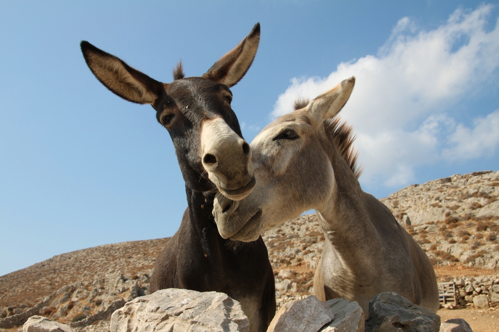 “Donkey Love” sesso tra uomini e asini. Il film che immortala un’antica usanza colombiana
