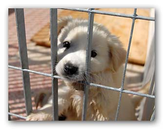 Los Angeles vieta il commercio di animali domestici per favorire le adozioni nei canili