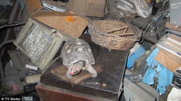 Tartaruga vive per 30 anni nel ripostiglio di casa e nessuno se ne accorge