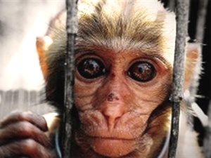 La compagnia aerea United airlines rifiuta di imbarcare animali da vivisezione