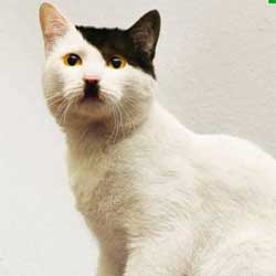 “Kitler”, spopola la moda dei gatti che somigliano ad Adolf Hitler