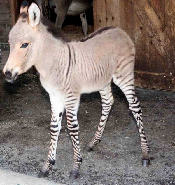 Nasce Ippo, l’asino-zebra unico in Italia