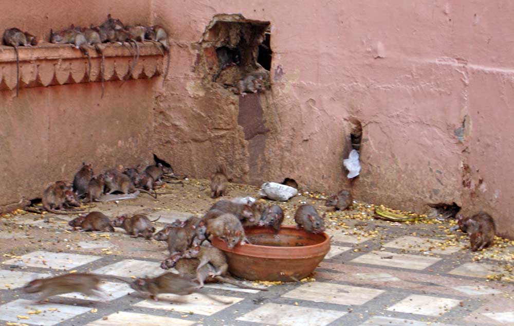 Karni Mata Temple, dove migliaia di topi sono sacri e intoccabili