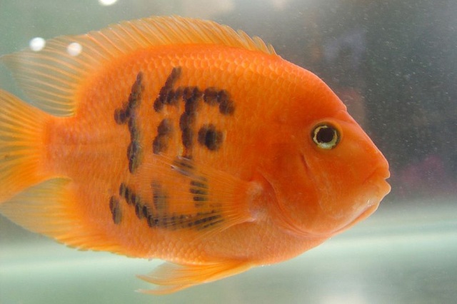 Tatuaggi sugli animali. La moda li vuole anche sui pesci ma gli Usa pensano ad una legge contro questa pratica