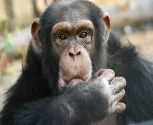 L’homo sapiens è figlio di una scimmia e un maiale!