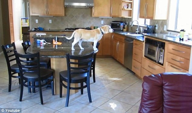 Lucy, il beagle più intelligente e ingegnoso della Rete