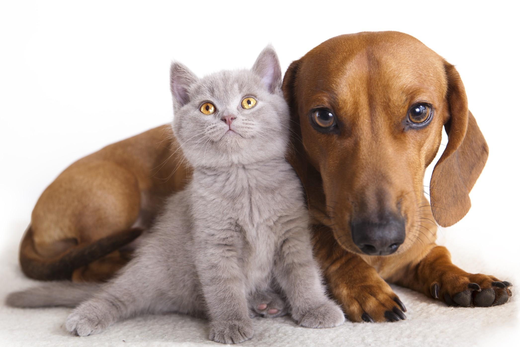 Che ne direste di far imbalsamare il vostro gatto o clonare il cane di famiglia?