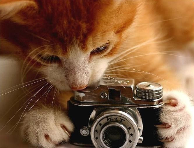 Appassionati di foto ai vostri pet? Una nuova funzione fotografica rende perfette le vostre foto “animalesche”