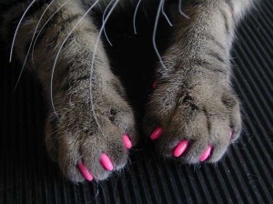 French manicure anche per i gatti. Unghie finte e colorate da applicare sulle zampe