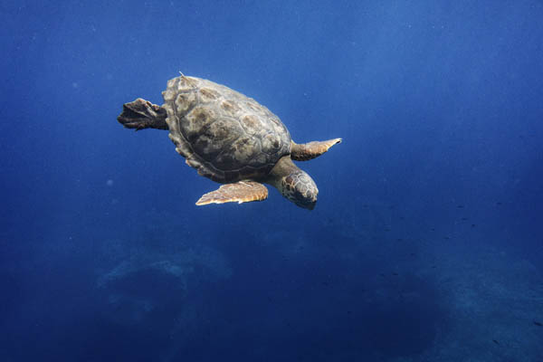 A Natale adotta un tartaruga marina Caretta caretta. Un regalo speciale per la natura da mettere sotto l’albero