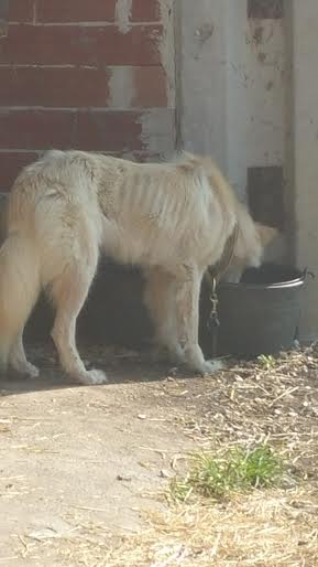 Sequestrato a Piasco un cane in condizioni pietose dalle Guardie Ecozoofile a