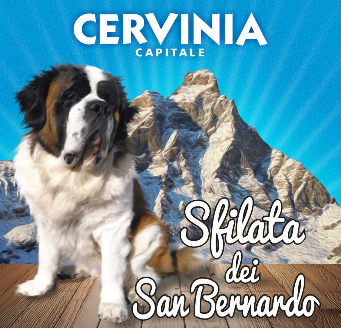 Sfilata in quota a Cervinia  per i cani San Bernardo