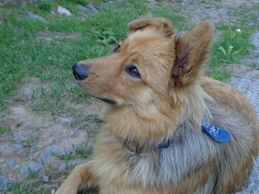 Alla ricerca di Baldo un cane dal manto biondo – rossiccio sparito nel biellese nella zona di Netro