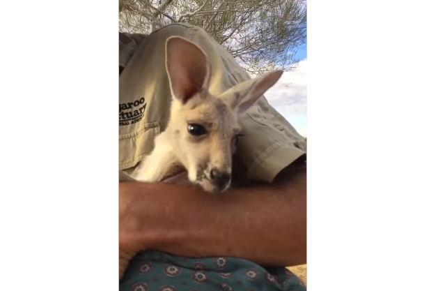 Il video del cucciolo di canguro orfano che vuole essere adottato dal guardiaparco