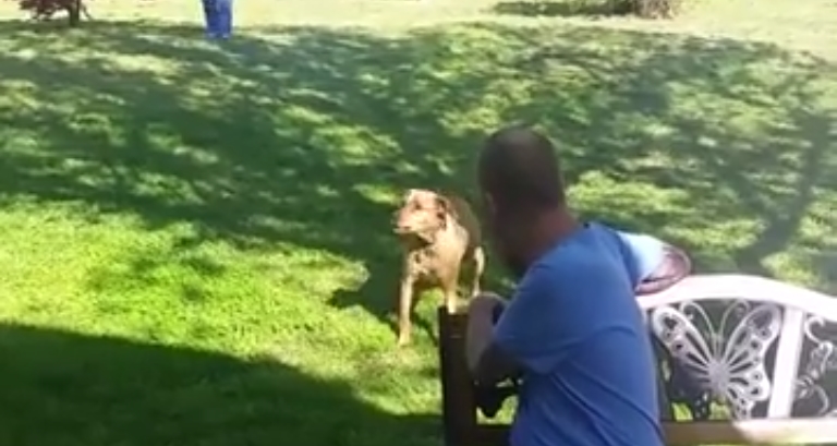 Il video del cane che non riconosce il suo padrone tornato dall’ospedale