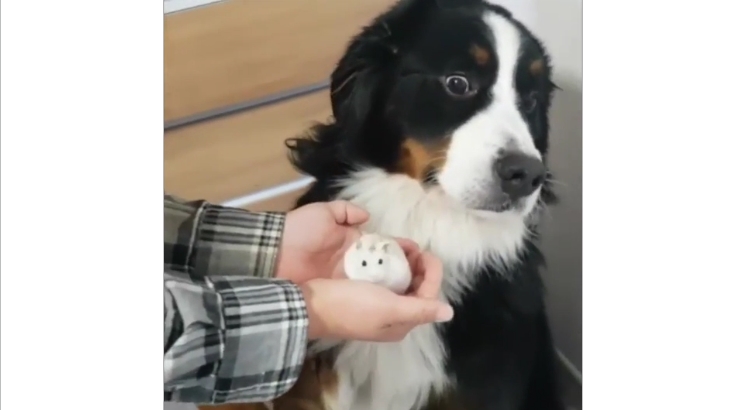 Il cane è terrorizzato dal piccolo criceto – video