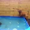 Come due cani cercano di recuperare un copertone da una piscina senza bagnarsi il muso