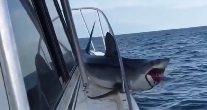 Uno squalo salta su una barca e rimane incastrato nel parapetto