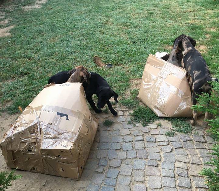 5 cuccioli abbandonati a Carmagnola nel giardino di una volontaria