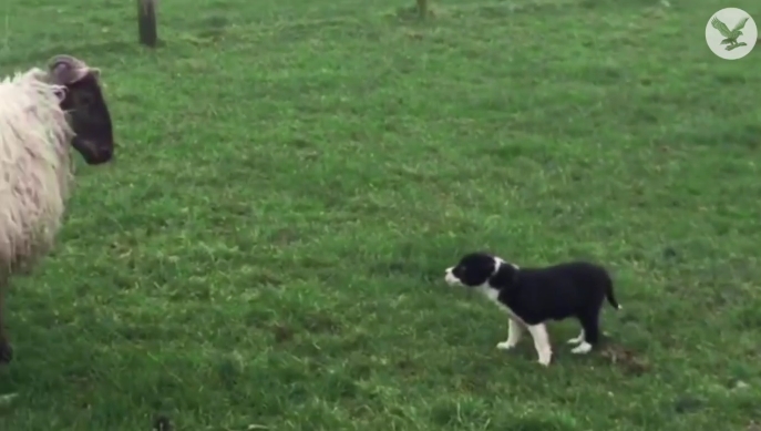 Il video del primo giorno di lavoro del cucciolo di cane pastore