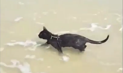 Il video del gatto che amava il mare