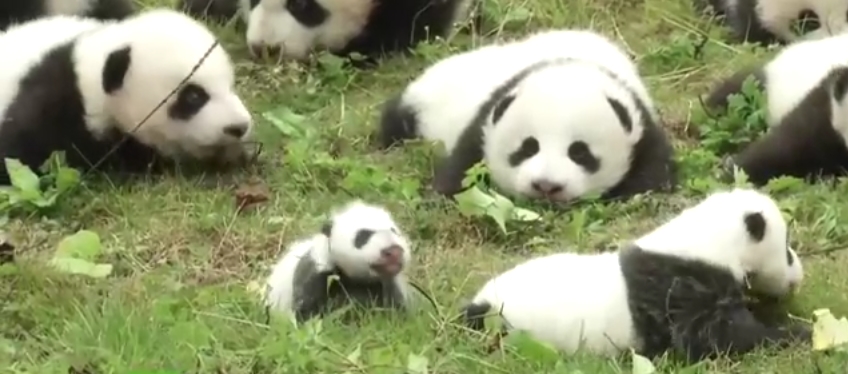 36 cuccioli di panda gigante presentati in pubblico per la prima volta