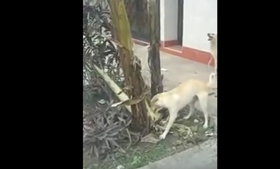 Il video del cane che abbatte una palma per raggiungere un gatto