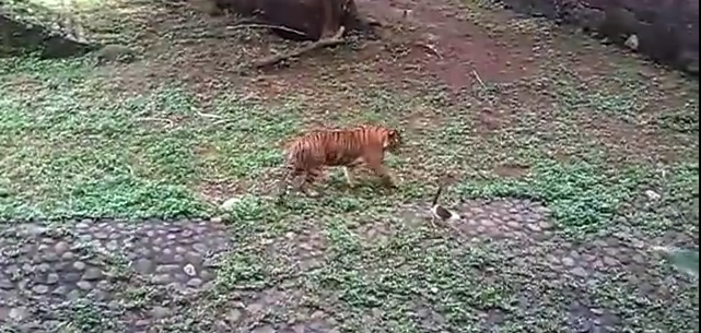 Il gatto finisce nel recinto della tigre e deve provare a salvarsi la vita