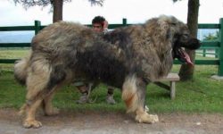 Il video con i cani più grandi del mondo