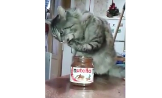Il video del gatto che scopre un barattolo di Nutella