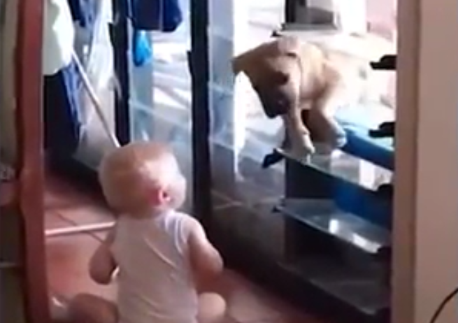 Il video del bimbo che apre la finestra e fa entrare il suo amico cane