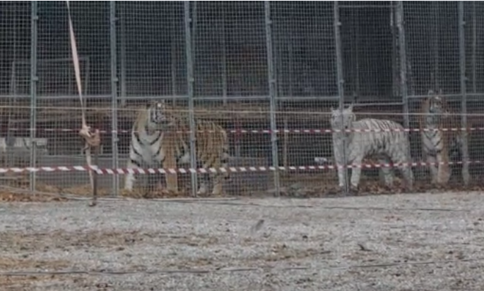 Tigri in gabbia in un circo a Torino prima dello spettacolo