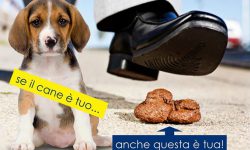 Chi raccoglie semina civiltà, la campagna sulla raccolta delle deiezioni canine della Circoscrizione 2 di Torino