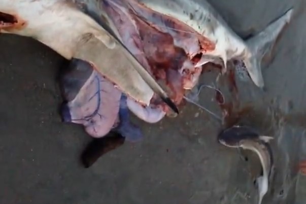 Apre la pancia ad uno squalo morto e fa nascere tre squaletti