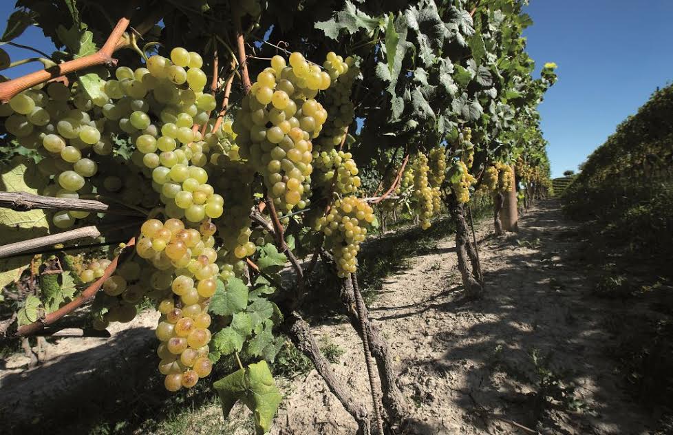Confermati 19,5 milioni di euro di fondi comunitari per sostenere la produzione vitivinicola del Piemonte nel 2017-2018.