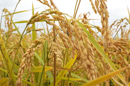 Clausola di salvaguardia per i risi importati in Europa da da Cambogia e Myanmar