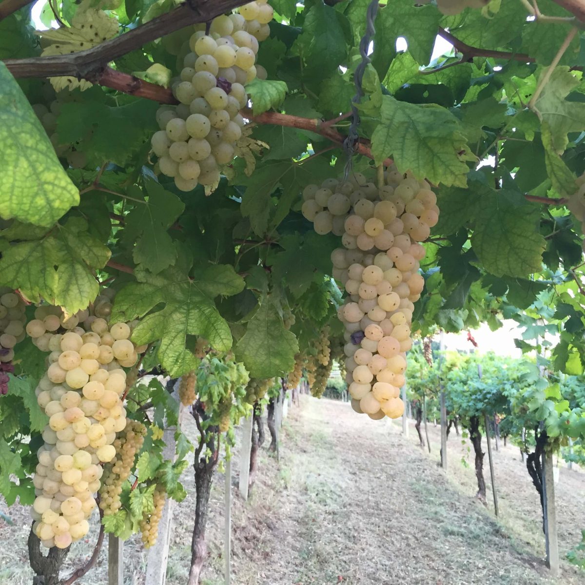 Il Canavese si prepara alla vendemmia piú anticipata di sempre per il cambiamento climatico: 18 agosto