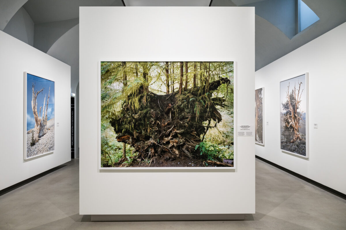 American Nature. Mitch Epstein alle Gallerie d’Italia