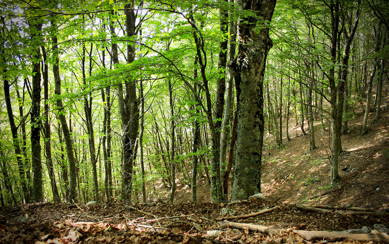 Regione Piemonte, bando per assunzione a tempo determinato di 18 operai forestali per i cantieri e i vivai regionali