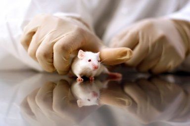 Sperimentazione sugli animali. Cosa cambia con la nuova direttiva europea